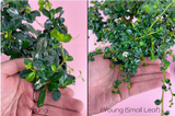 Fukien Tea