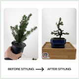 Dwarf Spruce