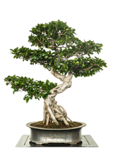 Ficus