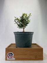 Boxwood