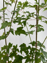 Trident Maple