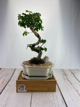 Privet