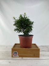 Brush Cherry