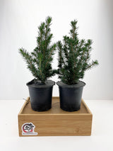 Dwarf Spruce