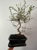 Chinese Elm