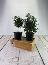 Brush Cherry