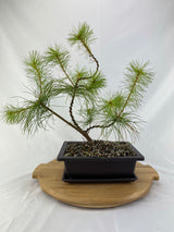 White Pine