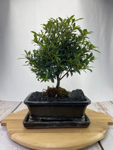 Brush Cherry