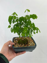 Brazilian Rain Tree