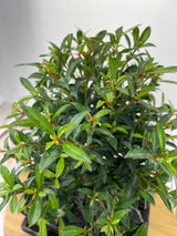 Brush Cherry