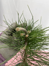 Austrian Pine