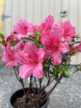 Azalea