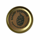 Misho Bonsai Growing Kit