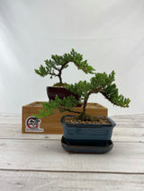 Juniper