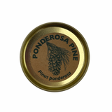 Misho Bonsai Growing Kit