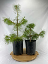 White Pine