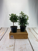 Brush Cherry
