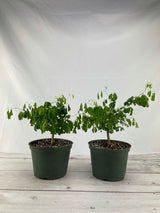 Brazilian Rain Tree