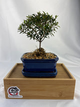 Brush Cherry