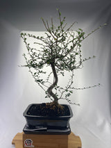 Chinese Elm