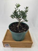 Olive
