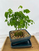 Brazilian Rain Tree