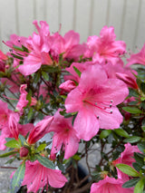 Azalea