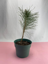 Austrian Pine