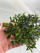 Brush Cherry