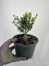 Boxwood