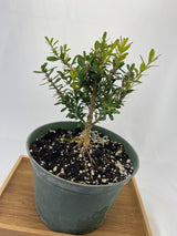 Boxwood