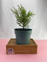 Red Cedar