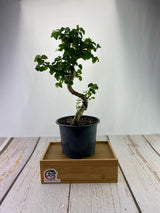 Privet