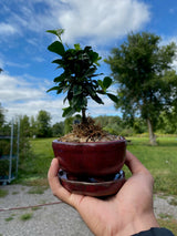 Fukien Tea