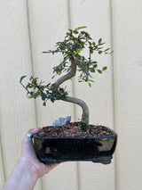 Chinese Elm