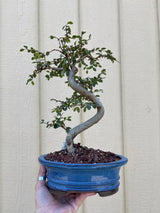 Chinese Elm