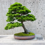 Hinoki Cypress