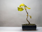 Ginkgo
