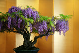 Wisteria