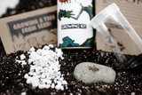 Misho Bonsai Growing Kit