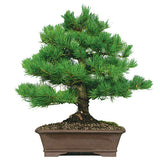 White Pine