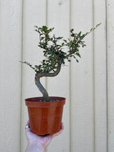 Chinese Elm