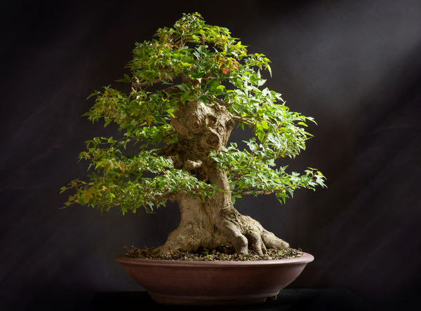 Top 10 Reasons First-Time Bonsai Owners Fail (And How to Avoid Them!)