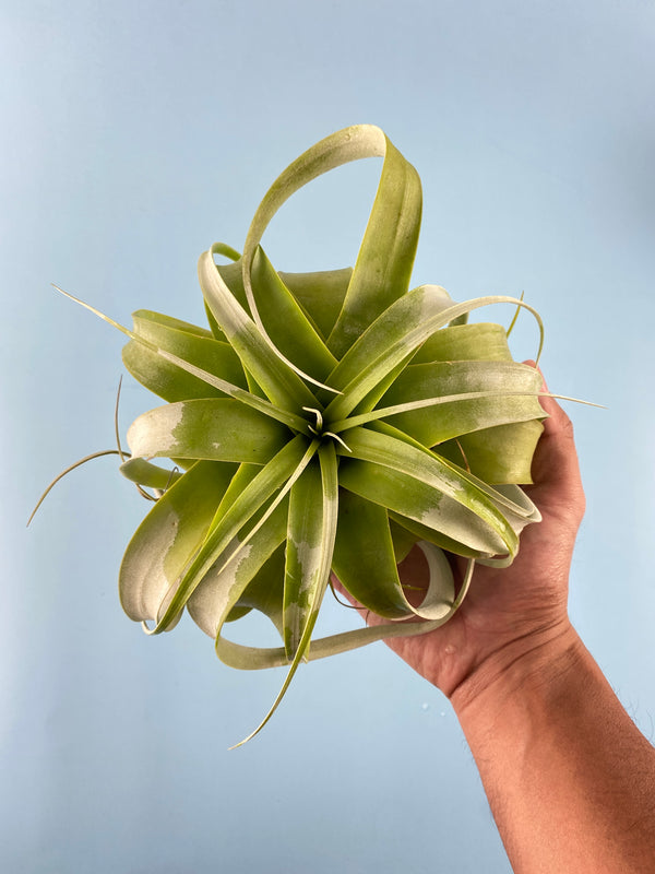 Air Plants - Benefits that you might not known about.