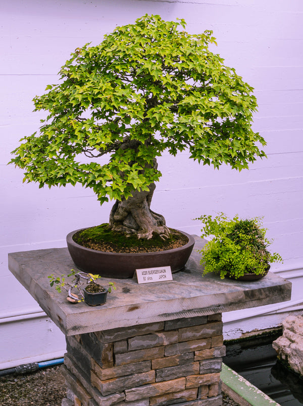 Useful Tips to Display your Bonsai at its Best.