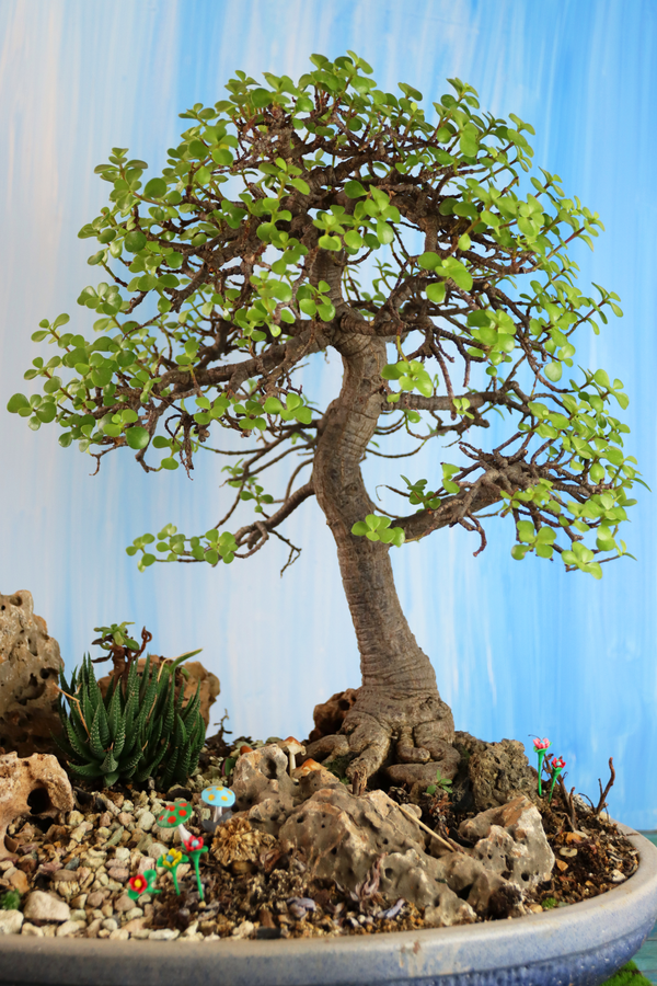 Growing an indoor Bonsai - 5 tips to get started.