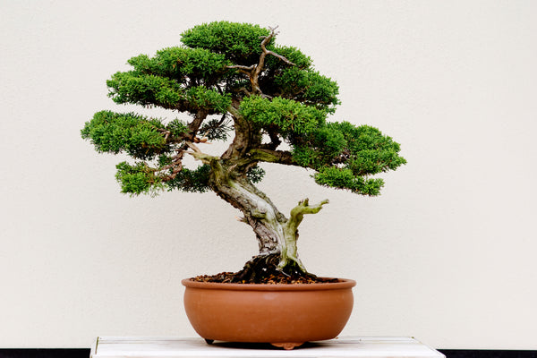 What Bonsai Trees can be Grown Indoors?