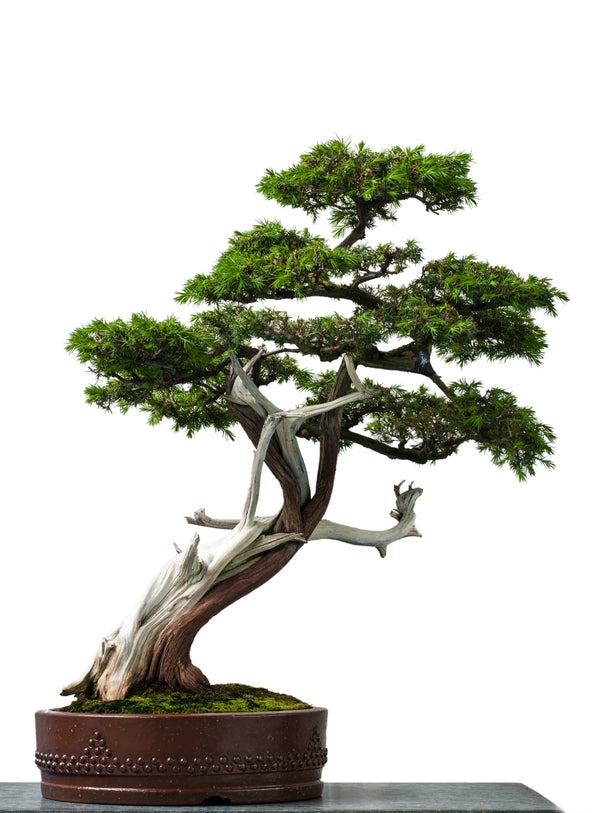 bonsai tree canada