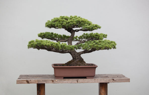 Why are some Bonsai so expensive & How to start your Bonsai collection without breaking the bank.