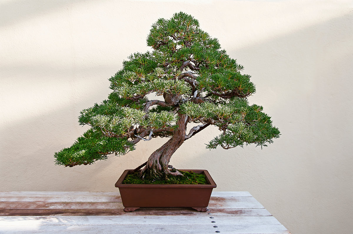 Bonsai Care 101 - How long does it take to grow? | Bonsai Tree